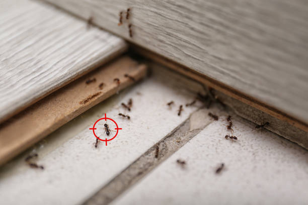 Best Best Pest Control Companies  in Lincoln, ND