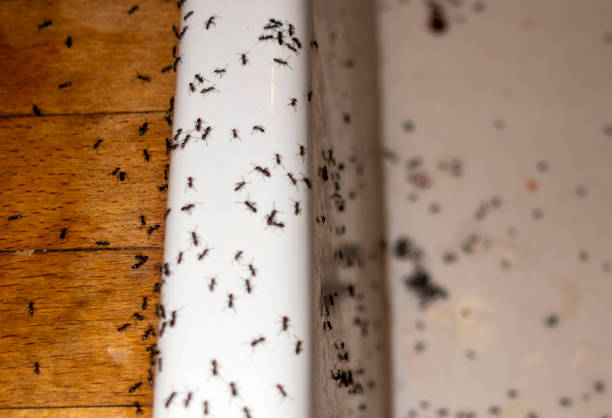 Best Spider Control Near Me  in Lincoln, ND