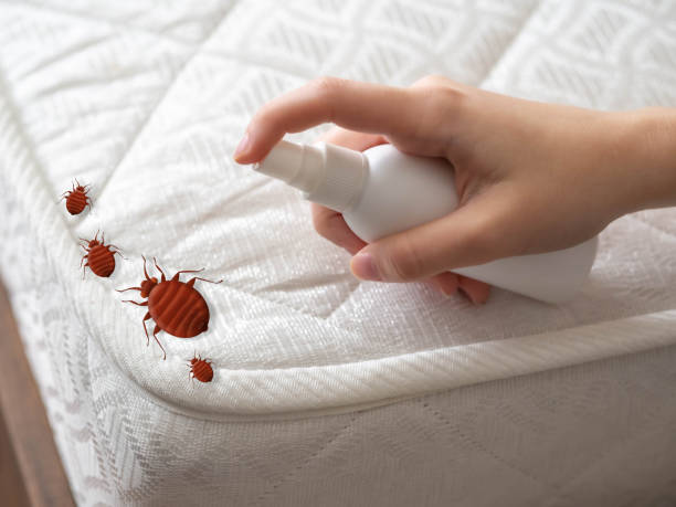 Flea Control Services in Lincoln, ND